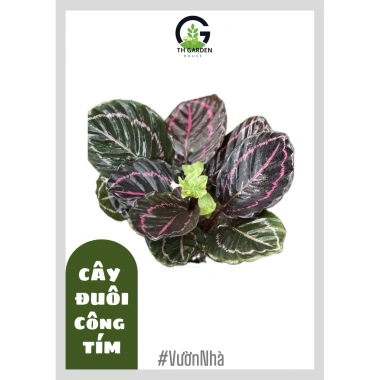 Cây đuôi công tím Calathea roseopicta chậu mềm - Lá khỏe, giảm giá 79.000đ