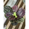 Cây đuôi công tím Calathea roseopicta chậu mềm - Lá khỏe, giảm giá 79.000đ 2