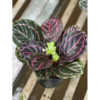 Cây đuôi công tím Calathea roseopicta chậu mềm - Lá khỏe, giảm giá 79.000đ