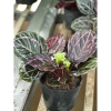 Cây đuôi công tím Calathea roseopicta chậu mềm - Lá khỏe, giảm giá 79.000đ 3