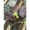 Cây đuôi công tím Calathea roseopicta chậu mềm - Lá khỏe, giảm giá 79.000đ 4