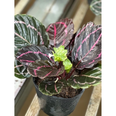 Cây đuôi công tím Calathea roseopicta chậu mềm - Lá khỏe, giảm giá 79.000đ
