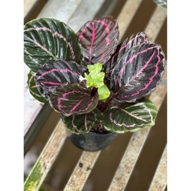 Cây đuôi công tím Calathea roseopicta chậu mềm - Lá khỏe, giảm giá 79.000đ