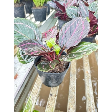 Cây đuôi công tím Calathea roseopicta chậu mềm - Lá khỏe, giảm giá 79.000đ 6 Cây đuôi công tím Calathea roseopicta chậu mềm - Lá khỏe, giảm giá 79.000đ 6