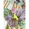 Cây đuôi công tím Calathea roseopicta chậu mềm - Lá khỏe, giảm giá 79.000đ 7