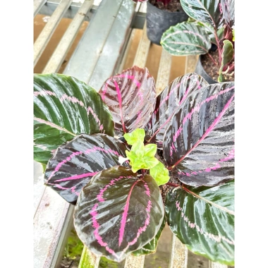 Cây đuôi công tím Calathea roseopicta chậu mềm - Lá khỏe, giảm giá 79.000đ 7 Cây đuôi công tím Calathea roseopicta chậu mềm - Lá khỏe, giảm giá 79.000đ 7