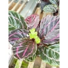 Cây đuôi công tím Calathea roseopicta chậu mềm - Lá khỏe, giảm giá 79.000đ 8