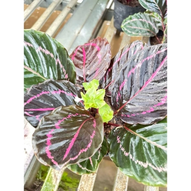 Cây đuôi công tím Calathea roseopicta chậu mềm - Lá khỏe, giảm giá 79.000đ 8 Cây đuôi công tím Calathea roseopicta chậu mềm - Lá khỏe, giảm giá 79.000đ 8