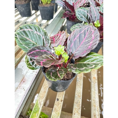 Cây đuôi công tím Calathea roseopicta chậu mềm - Lá khỏe, giảm giá 79.000đ