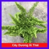 Cây Dương Xỉ Thái - Cây cảnh trong nhà, Giá ưu đãi 36.000₫, Thanh lọc không khí