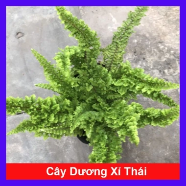 Cây Dương Xỉ Thái - Cây cảnh trong nhà, Giá ưu đãi 36.000₫, Thanh lọc không khí