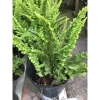 Cây Dương Xỉ Thái - Cây cảnh trong nhà, Giá ưu đãi 36.000₫, Thanh lọc không khí 3