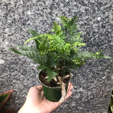 Cây Dương Xỉ Thái - Cây cảnh trong nhà, Giá ưu đãi 36.000₫, Thanh lọc không khí