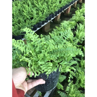 Cây Dương Xỉ Thái - Cây cảnh trong nhà, Giá ưu đãi 36.000₫, Thanh lọc không khí