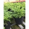 Cây Dương Xỉ Thái - Cây cảnh trong nhà, Giá ưu đãi 36.000₫, Thanh lọc không khí 6