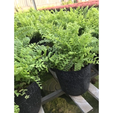 Cây Dương Xỉ Thái - Cây cảnh trong nhà, Giá ưu đãi 36.000₫, Thanh lọc không khí