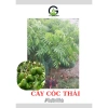 Cây giống Cóc Thái chuẩn giống - vị chua ngọt giòn, cây sai trái, chỉ 89.000₫ (Giá gốc 110.360₫)