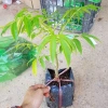 Cây giống Cóc Thái chuẩn giống - vị chua ngọt giòn, cây sai trái, chỉ 89.000₫ (Giá gốc 110.360₫) 3