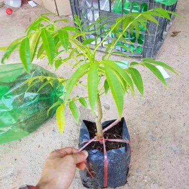 Cây giống Cóc Thái chuẩn giống - vị chua ngọt giòn, cây sai trái, chỉ 89.000₫ (Giá gốc 110.360₫) 3