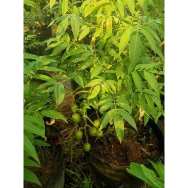 Cây giống Cóc Thái chuẩn giống - vị chua ngọt giòn, cây sai trái, chỉ 89.000₫ (Giá gốc 110.360₫) 5
