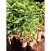 Cây giống gai bồ kết trồng làm hàng rào bảo vệ mạnh mẽ, giá ưu đãi 93.060₫ 7