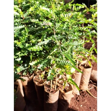 Cây giống gai bồ kết trồng làm hàng rào bảo vệ mạnh mẽ, giá ưu đãi 93.060₫