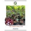 Cây giống Nhãn Long Tím chuẩn - Giống độc lạ, trái tím ngọt thanh, 149.000 VND
