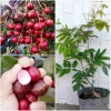 Cây giống Nhãn Long Tím chuẩn - Giống độc lạ, trái tím ngọt thanh, 149.000 VND 2