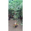 Cây giống Nhãn Long Tím chuẩn - Giống độc lạ, trái tím ngọt thanh, 149.000 VND 3