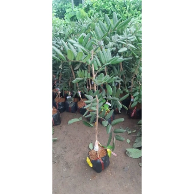 Cây giống Nhãn Long Tím chuẩn - Giống độc lạ, trái tím ngọt thanh, 149.000 VND