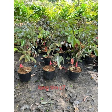 Cây giống Nhãn Long Tím chuẩn - Giống độc lạ, trái tím ngọt thanh, 149.000 VND 5 Cây giống Nhãn Long Tím chuẩn - Giống độc lạ, trái tím ngọt thanh, 149.000 VND 5