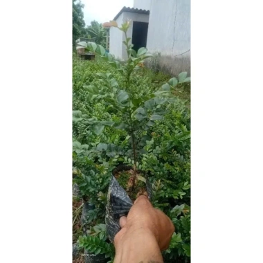 Cây Giống Tùng Đen Quảng Ninh Chuẩn - Giảm Giá Còn 25000đ 2