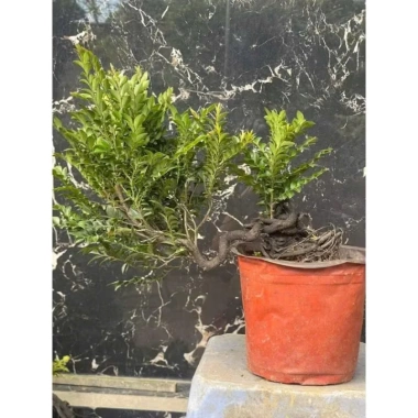 Cây Giống Tùng Đen Quảng Ninh Chuẩn - Giảm Giá Còn 25000đ 3