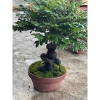 Cây Giống Tùng Đen Quảng Ninh Chuẩn - Giảm Giá Còn 25000đ 4