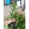 Cây Giống Tùng Đen Quảng Ninh Chuẩn - Giảm Giá Còn 25000đ 5