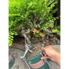Cây Giống Tùng Đen Quảng Ninh Chuẩn - Giảm Giá Còn 25000đ 6
