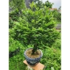 Cây Giống Tùng Đen Quảng Ninh Chuẩn - Giảm Giá Còn 25000đ 7