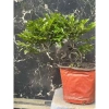 Cây Giống Tùng Đen Quảng Ninh Chuẩn - Giảm Giá Còn 25000đ 8