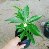 Cây hoa cảnh cao 35cm, hoa nở to, hương thơm ngào ngạt - Trang trí sân vườn, giá chỉ 35.000 VND (giá gốc 42.700 VND) 2
