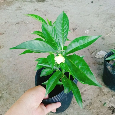 Cây hoa cảnh cao 35cm, hoa nở to, hương thơm ngào ngạt - Trang trí sân vườn, giá chỉ 35.000 VND (giá gốc 42.700 VND)