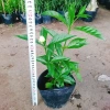 Cây hoa cảnh cao 35cm, hoa nở to, hương thơm ngào ngạt - Trang trí sân vườn, giá chỉ 35.000 VND (giá gốc 42.700 VND) 3