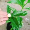 Cây hoa cảnh cao 35cm, hoa nở to, hương thơm ngào ngạt - Trang trí sân vườn, giá chỉ 35.000 VND (giá gốc 42.700 VND) 4