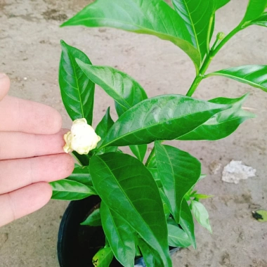 Cây hoa cảnh cao 35cm, hoa nở to, hương thơm ngào ngạt - Trang trí sân vườn, giá chỉ 35.000 VND (giá gốc 42.700 VND)