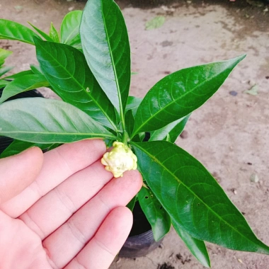 Cây hoa cảnh cao 35cm, hoa nở to, hương thơm ngào ngạt - Trang trí sân vườn, giá chỉ 35.000 VND (giá gốc 42.700 VND)