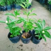 Cây hoa cảnh cao 35cm, hoa nở to, hương thơm ngào ngạt - Trang trí sân vườn, giá chỉ 35.000 VND (giá gốc 42.700 VND) 6