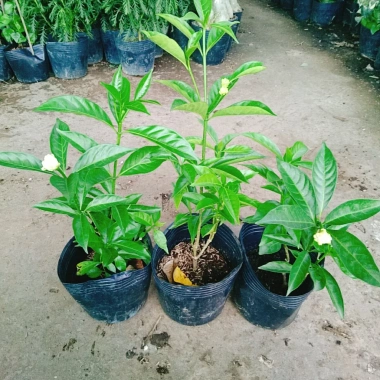 Cây hoa cảnh cao 35cm, hoa nở to, hương thơm ngào ngạt - Trang trí sân vườn, giá chỉ 35.000 VND (giá gốc 42.700 VND)
