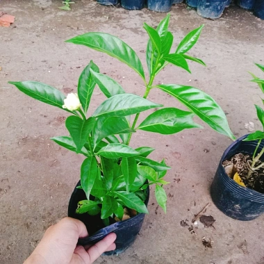Cây hoa cảnh cao 35cm, hoa nở to, hương thơm ngào ngạt - Trang trí sân vườn, giá chỉ 35.000 VND (giá gốc 42.700 VND)