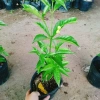 Cây hoa cảnh cao 35cm, hoa nở to, hương thơm ngào ngạt - Trang trí sân vườn, giá chỉ 35.000 VND (giá gốc 42.700 VND) 8