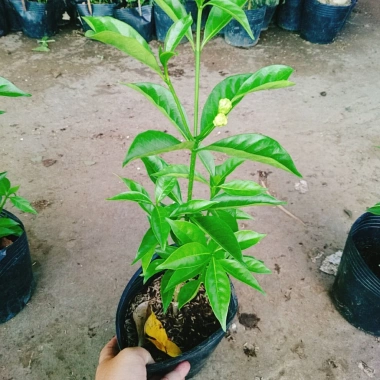 Cây hoa cảnh cao 35cm, hoa nở to, hương thơm ngào ngạt - Trang trí sân vườn, giá chỉ 35.000 VND (giá gốc 42.700 VND) 8 Cây hoa cảnh cao 35cm, hoa nở to, hương thơm ngào ngạt - Trang trí sân vườn, giá chỉ 35.000 VND (giá gốc 42.700 VND) 8