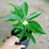 Cây hoa cảnh cao 35cm, hoa nở to, hương thơm ngào ngạt - Trang trí sân vườn, giá chỉ 35.000 VND (giá gốc 42.700 VND) 9
